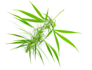 Marijuana medical use with a high content of CBD