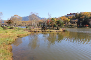 Fototapeta premium 白樺湖の秋景色