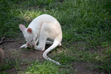 red necked wallaby  albino joey