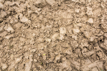 Tire tracks on a wet muddy road