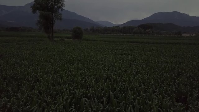 Aerial reveal type clip of a farm field in Levico Terme, Italy, during sunrise with drone flying forward at low altitude