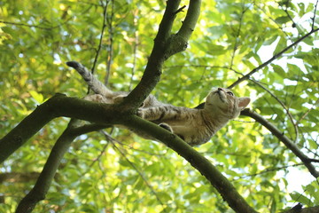 Cat on a tree branch