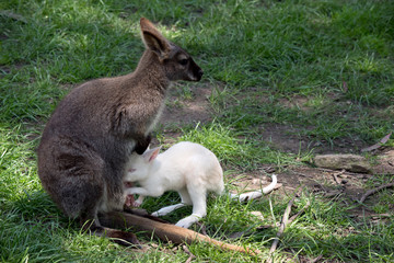 red necked wallaby with albino joey suckling 
