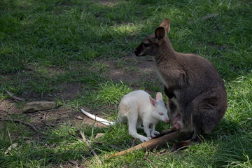 red necked wallaby with albino joey entering the pouch