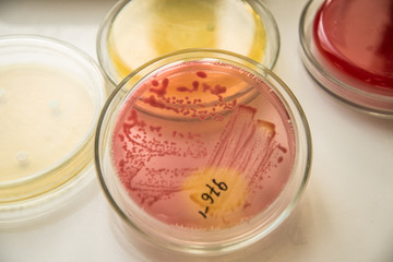 Bacteria weapon in Petri dish