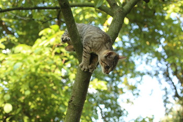 Cat on a tree branch