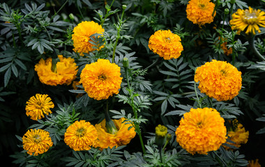Marigold flower or Paper flower in garden