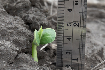 A soybean showing cotyledon leaves stands behind a soybean with hooked hypocotyl emerging from the soil with ruler