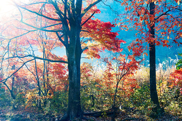 Fototapety na wymiar - Fototapeta24.pl