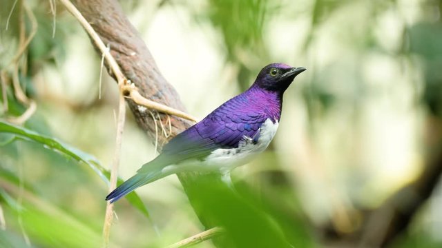 Close up shot of beautiful colored male violet-backed starling on branch