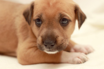 Obraz premium little cute dog sleeping on women hands