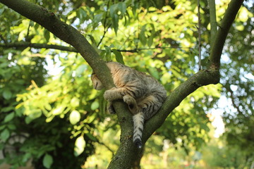 Cat on a tree branch