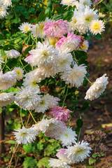 Chrysanthemums flower in autumn. flowers are bright colors.
