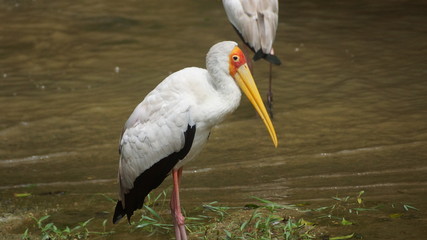 The yellow-billed stork (Mycteria ibis), sometimes also called the wood stork or wood ibis, is a large African wading stork species in the family Ciconiidae