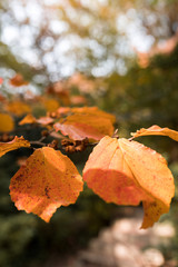 Red and Orange Autumn Leaves Background. Soft focus, blurred background.