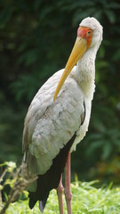 The yellow-billed stork (Mycteria ibis), sometimes also called the wood stork or wood ibis, is a large African wading stork species in the family Ciconiidae