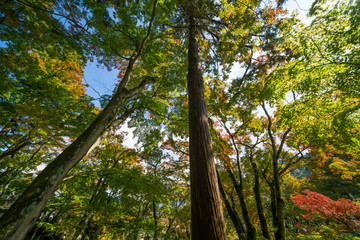 Fototapeta premium 色づき始めた木々 大窪寺(四国八十八ヶ所霊場第88番札所)