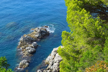 The ruins of the castle on the rock among the green pine trees and the sea in the background.