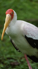 The yellow-billed stork (Mycteria ibis), sometimes also called the wood stork or wood ibis, is a large African wading stork species in the family Ciconiidae