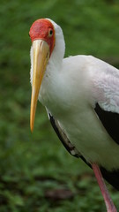 The yellow-billed stork (Mycteria ibis), sometimes also called the wood stork or wood ibis, is a large African wading stork species in the family Ciconiidae