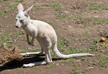 Naklejka na ściany i meble albino kangaroo joey standing on its hind legs