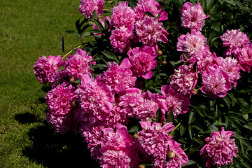 Obraz premium pink peony flowers in the garden