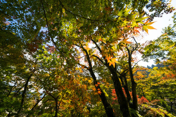 色づき始めた木々　大窪寺(四国八十八ヶ所霊場第88番札所)