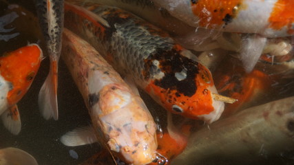 Fototapeta na wymiar A group of Koi fish in a pond