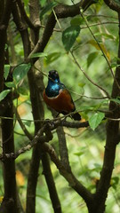 	The golden-breasted starling is a small bird with a bright, blue tail and a blue back. It has a green head, white eyes, blue-violet wings, and a yellow breast, belly, and upper tail covers.