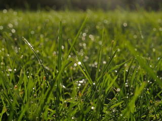 green grass with water drops