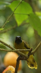 The black-headed bulbul has a mainly olive-yellow plumage with a glossy bluish-black head. A grey morph where most of the olive-yellow is replaced by grey also exists