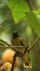 The black-headed bulbul has a mainly olive-yellow plumage with a glossy bluish-black head. A grey morph where most of the olive-yellow is replaced by grey also exists