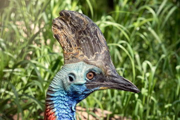 this is a close up of a cassowary