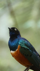 	The golden-breasted starling is a small bird with a bright, blue tail and a blue back. It has a green head, white eyes, blue-violet wings, and a yellow breast, belly, and upper tail covers.