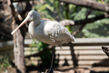 yellow spoonbill is sitting on a fence