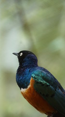 Obraz premium The golden-breasted starling is a small bird with a bright, blue tail and a blue back. It has a green head, white eyes, blue-violet wings, and a yellow breast, belly, and upper tail covers.