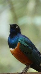 	The golden-breasted starling is a small bird with a bright, blue tail and a blue back. It has a green head, white eyes, blue-violet wings, and a yellow breast, belly, and upper tail covers.