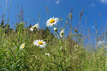 daisies in the field