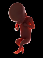 3d rendered medically accurate illustration of a fetus - week 18
