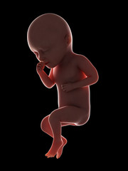 3d rendered medically accurate illustration of a fetus - week 34