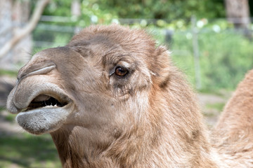 camel dromedary