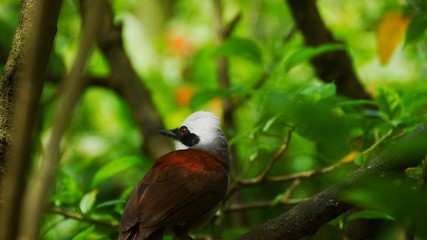 White-crested Laughing Thrushes are noisy, social birds who occasionally burst into loud calls that...