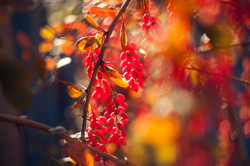 ripe barberry on the branches