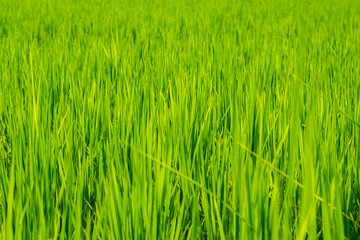 Green rice field