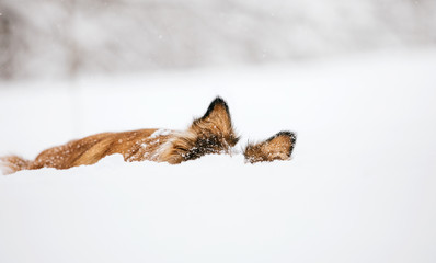 A red-haired and funny Border Collie dog hid in the snow. Only ears are visible.
