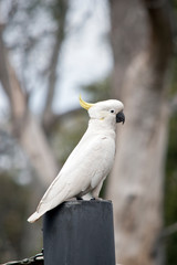 sulphur crested cockatoo