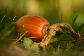Obraz premium Fallen hazelnut on grass in autumn colours