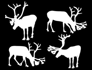 Obraz premium four white caribou silhouettes on black