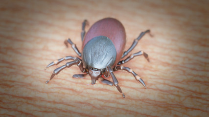 3d rendered illustration of a tick biting a human