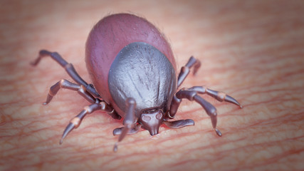 3d rendered illustration of a tick biting a human